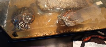 Prodám dvě vodní želvy - 2