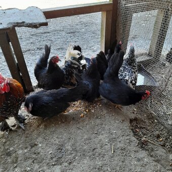 Zakrslé slepičky - 2