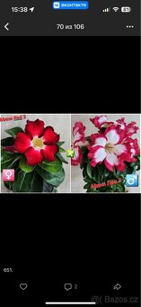 adenium obesum mini - 2