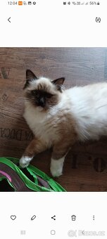 Kočička ragdoll - 2