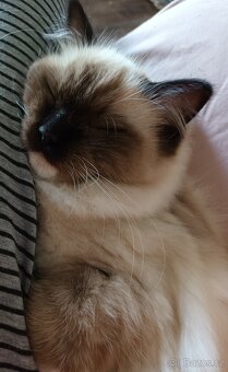 Kočička seal mitted ragdoll s PP - 2