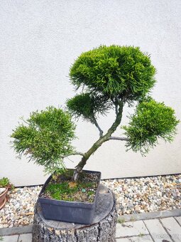 Tvarovaný strom, bonsai, niwaki, yamadori - 2