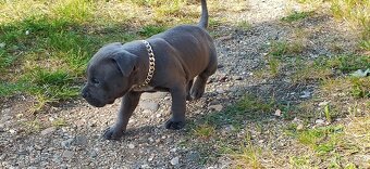American Bully - 2