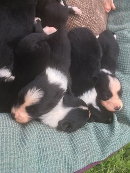 Border Kolie - 2