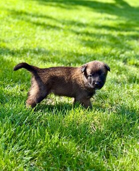 Belgický ovčák malinois s PP - 2