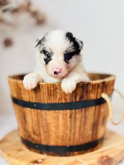 Blue merle pejsek border kolie - 2