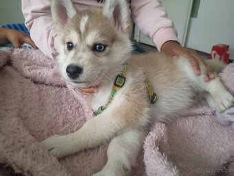 Sibiřský husky s československým vlčákem - 2