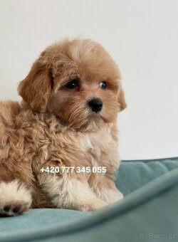 Maltipoo Caramel, pejsek – 1200€ - 2