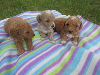 Maltipoo štěňátka - 2