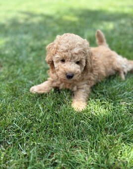 Maltipoo - 2
