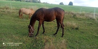 Klisna A1/1 nar. 10.02.2024 - 2