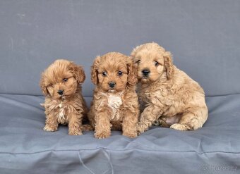 Cavapoo - 2