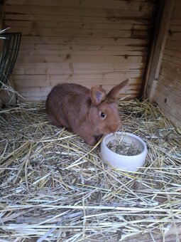 Český červený králík - 2