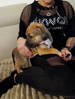 🐾 Americký stafordšírský teriér - 2