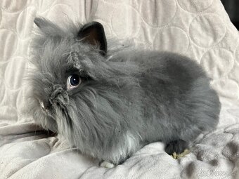 Zakrslý králík Teddy, lvíček i krátkosrstý - 2