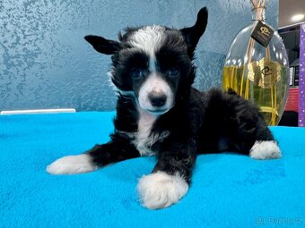 Čínský chocholatý pes s PP - labutěnka Cody - 2