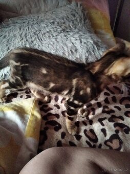 Bengálské koťátka s PP - 2