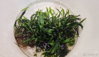 Akvarijní rostliny (Pelia moss, Microsorium) - 2