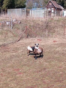 Ovce kamerunská - 2