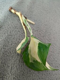 Epipremnum 2 druhy Jessenia a Manjula - 2