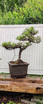 Bonsai, bonsaj borovice - 2