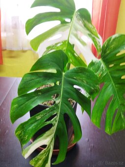 Monstera deliciosa variegata - 2