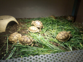 Želva ostruhatá (Centrochelys sulcata) - 2