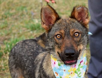 AJSCHA K ADOPCI - 3,5 ROKU, MILÁ, HODNÁ, VHODNÁ K DĚTEM - 2