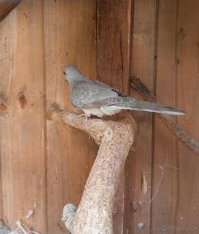 Holoubek diamantovy-samec - 2