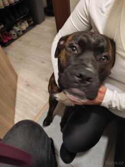 Daruji psa jen do dobrých rukou - 2