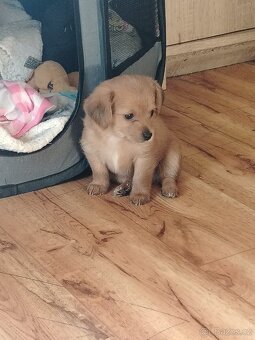 Štěňata yourksir - čivava - 2