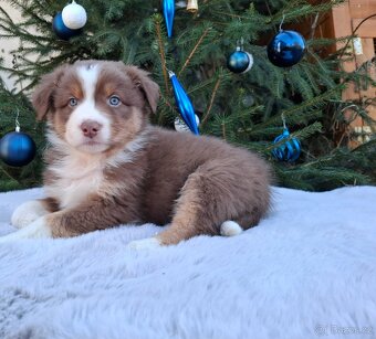 Australský ovčák s PP - 2