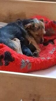 Jorkšírský teriér x pinč - 2