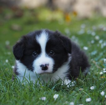 Border kolie s PP - kluk - 2