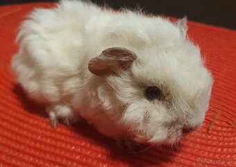 Prodám dlouhosrstá morčata lunkarye - 2