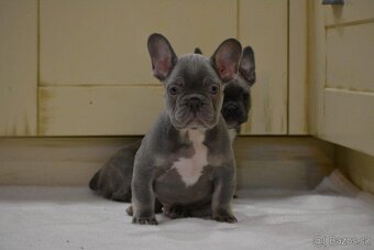 Francouzsky buldoček - 2
