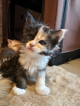 Mainska mývalí koťata bez pp - 2