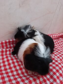 Morčatka - sameček - 2