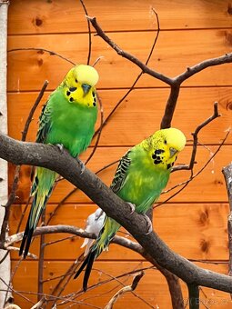 Andulka Vlnkovaná - 2