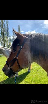 Bezudidlová uzdečka - 2