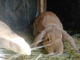 Zakrslý králík - 2