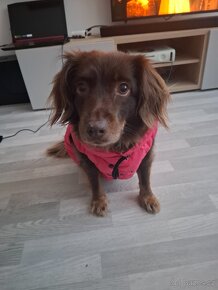 Airyvest one M50 vesta pro pejska - 2
