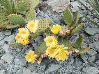 Juky, opuncie,agave - 2