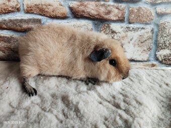 Morče US Teddy - 2