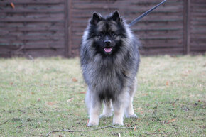 Vlčí špic/keeshond s PP ke krytí - 2
