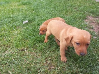 štěňátka křížence Labradora a Ridgebacka - 2
