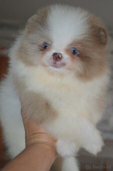 Na prodej – Pomeranian štěně (2 měsíce) - 2
