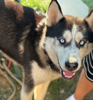 Sibiřský Husky - 2