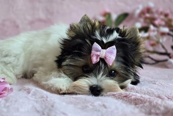 Biewer terrier -  fenka  s PP - 2
