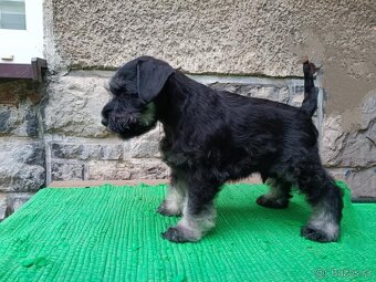 Knírač malý čiernostrieborný - 2